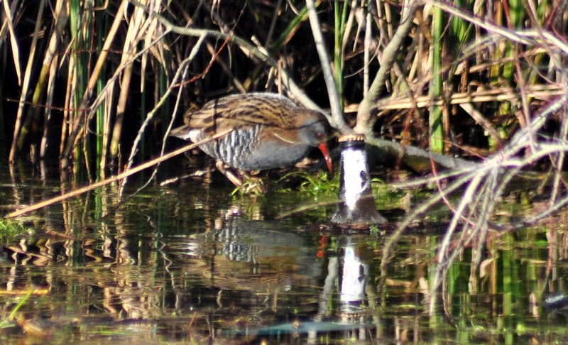 Rallus aquaticus